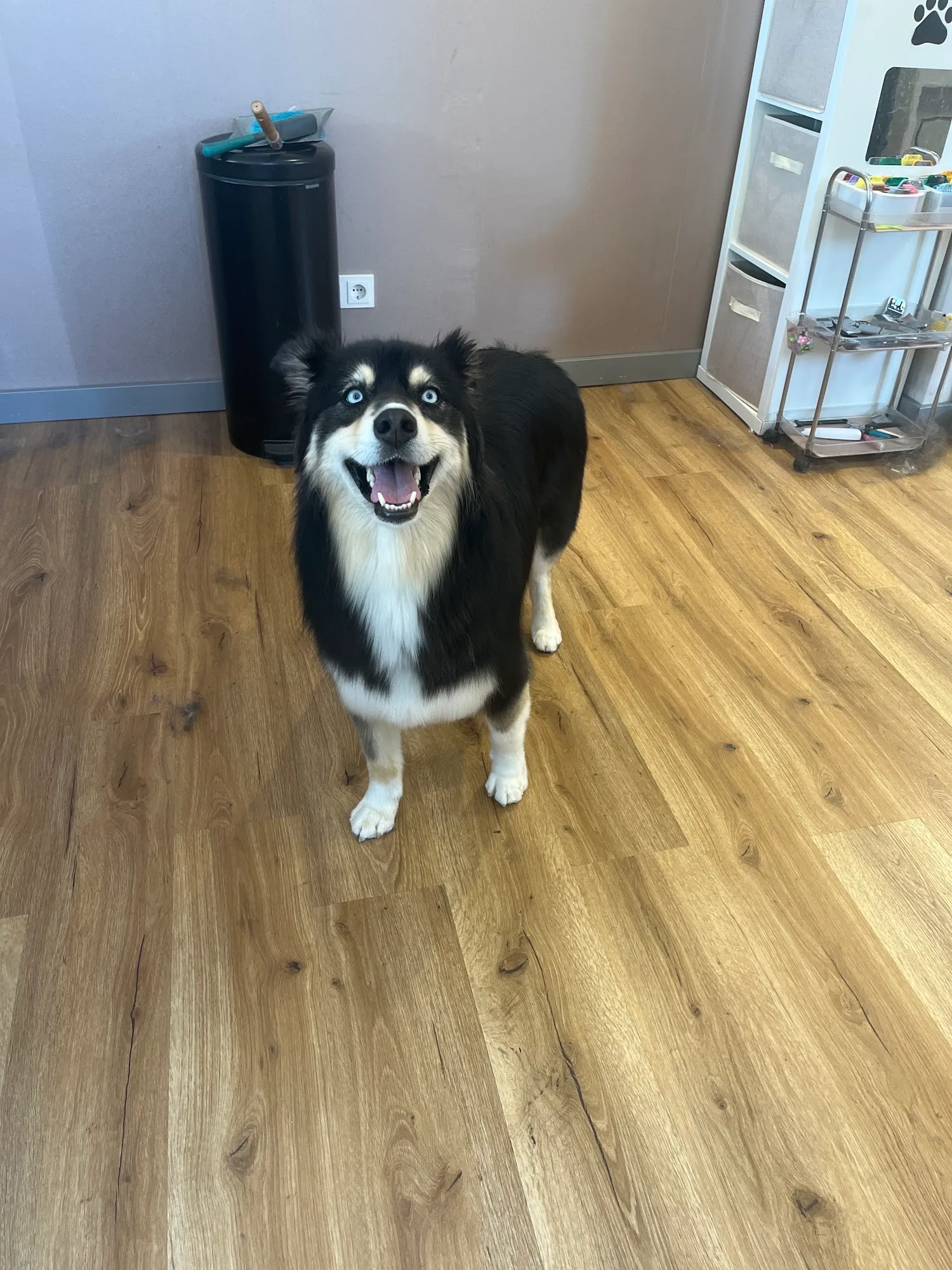 Australian Shepherd Mischling mit strahlend blauen Augen auf dem Holzboden des Salons