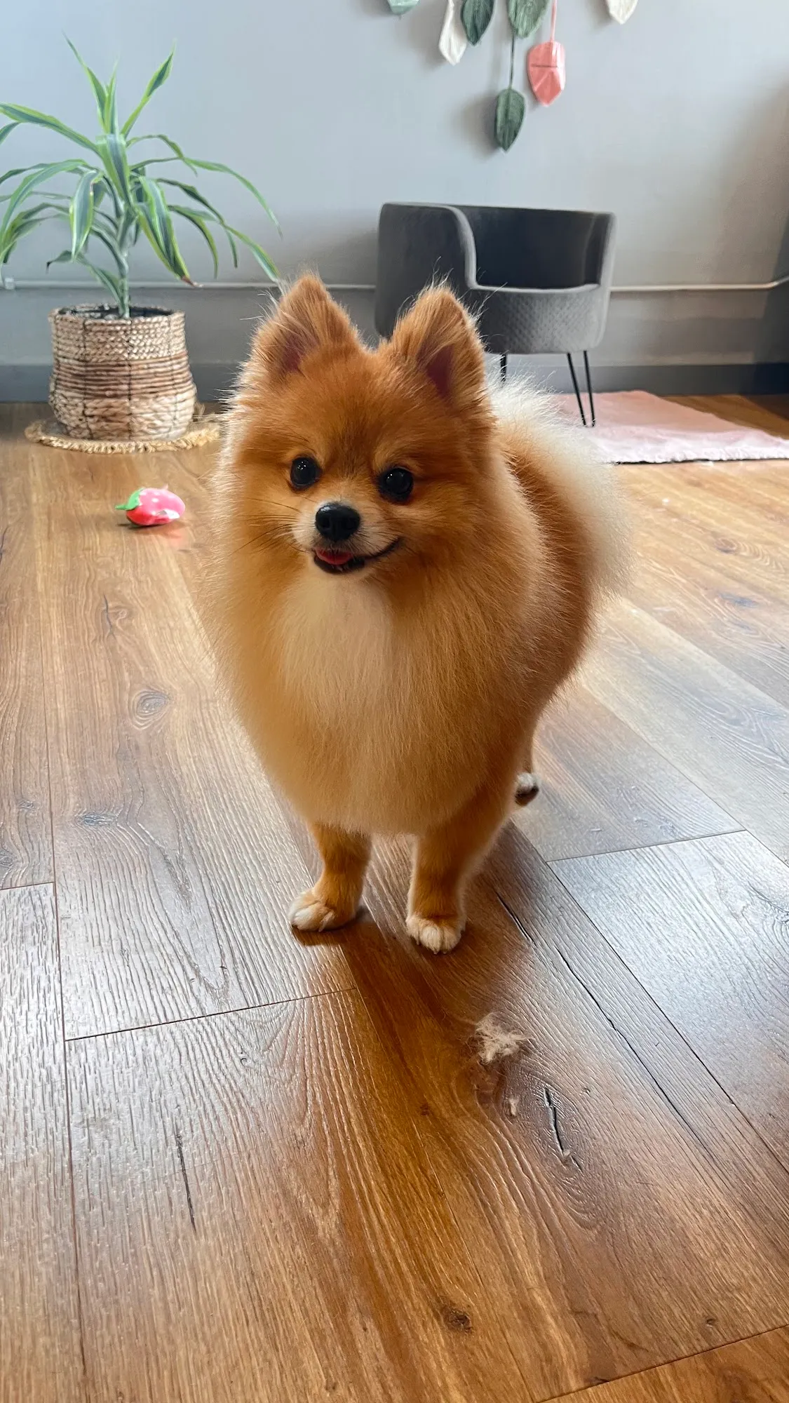 Pomeranian im runden Teddy-Schnitt nach der Behandlung im Hundesalon FurFabz